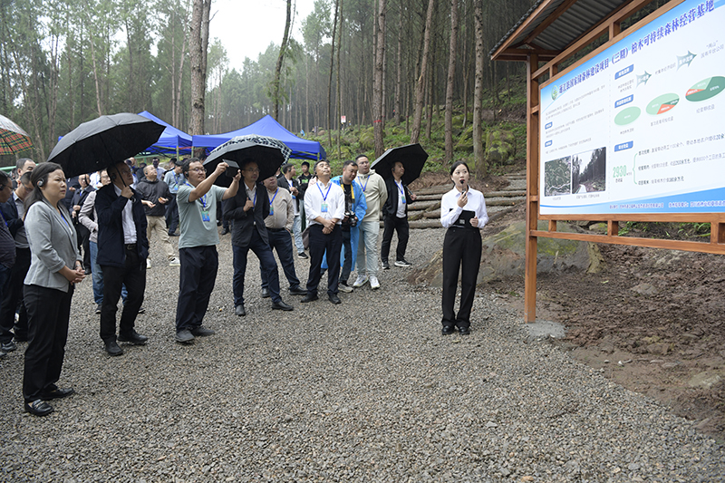 全省國家儲備林建設(shè)工作現(xiàn)場推進(jìn)會參觀通江縣兩山公司項(xiàng)目